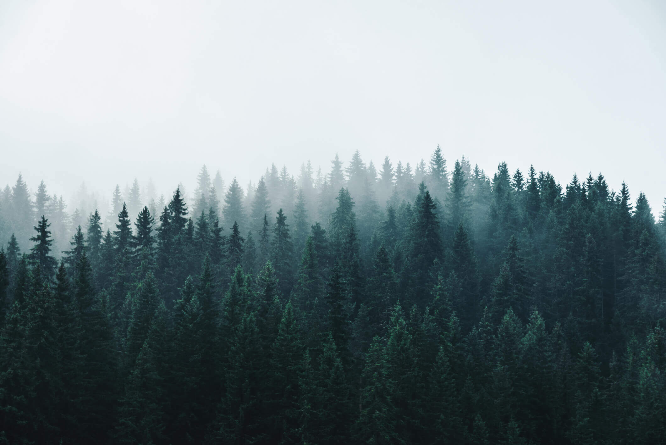 A view of a foggy forest