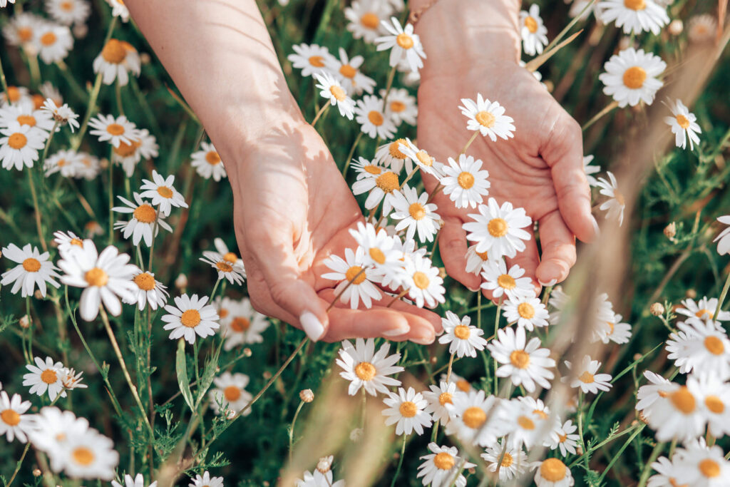 Hand of woman holding fresh white daisies