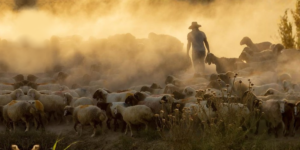 A shepherd leading his flock during sunrise. There is fog and dust as the sheep follow along.